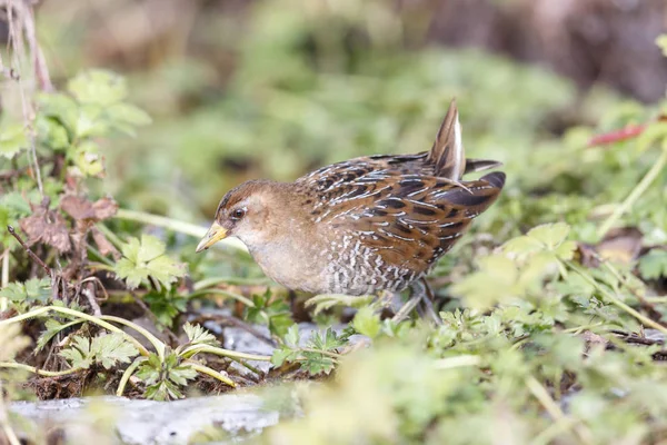 Waterbird Sora Rail Terra Nova Park Richmond Canada Feb 2019 — Foto Stock