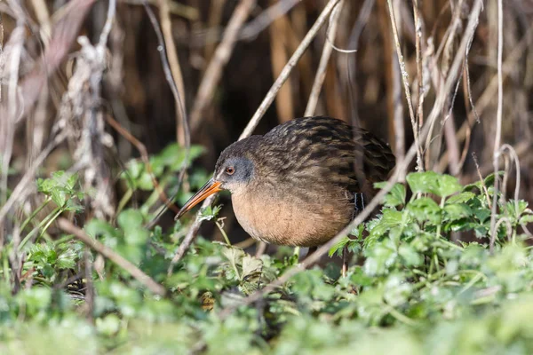 Waterbird Virginia Rail Terra Nova Park Richmond Canada Fevereiro 2019 — Fotografia de Stock