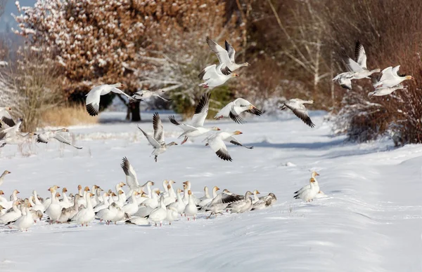 White Snow Goose Vancouver British Columbia Canada — Stock Photo, Image