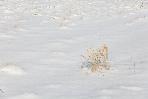 Vinter Vit Snö Och Gräs Natur Bakgrund — Stockfoto