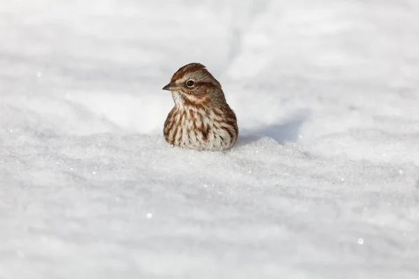 Song Sparrow Sněhu Zblízka — Stock fotografie