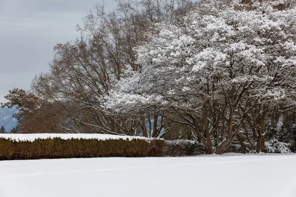 Neve Galhos Árvore Para Fundo Natureza — Fotografia de Stock