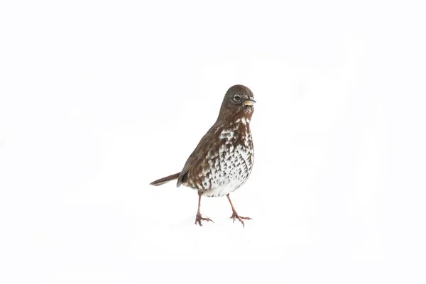 Fox Sparrow Snön Isolerad Vit — Stockfoto