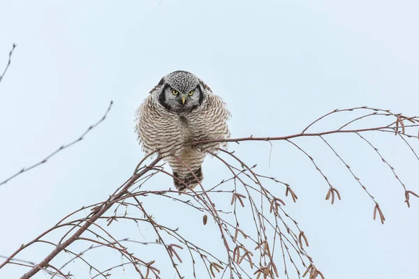 Chouette Épervière Perchée Sur Arbre Chasse Hiver Vancouver Canada — Photo