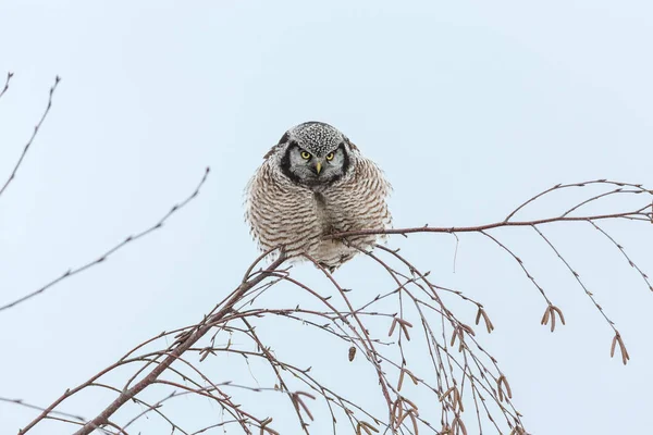 Northern Hawk Owl Perched Tree Hunting Winter Vancouver Canada — Stock Photo, Image