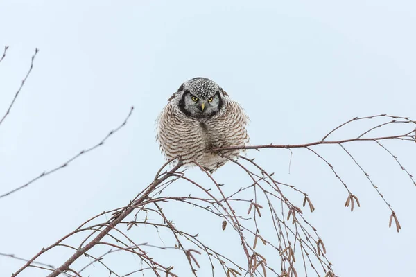 Northern Hawk Coruja Empoleirado Árvore Caça Inverno Vancouver Canadá — Fotografia de Stock