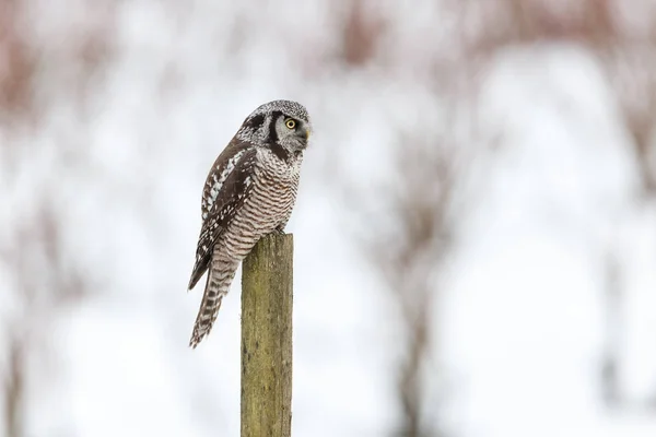 Northern Hawk Coruja Empoleirado Cerca Post Caça Inverno Vancouver Canadá — Fotografia de Stock