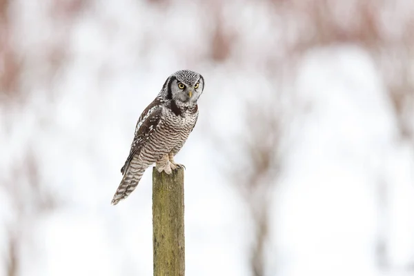 Northern Hawk Owl perched on fence post, hunting in winter, at Vancouver BC Canada