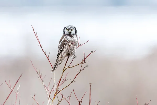 Gufo Falco Settentrionale Appollaiato Albero Caccia Inverno Vancouver Canada — Foto Stock