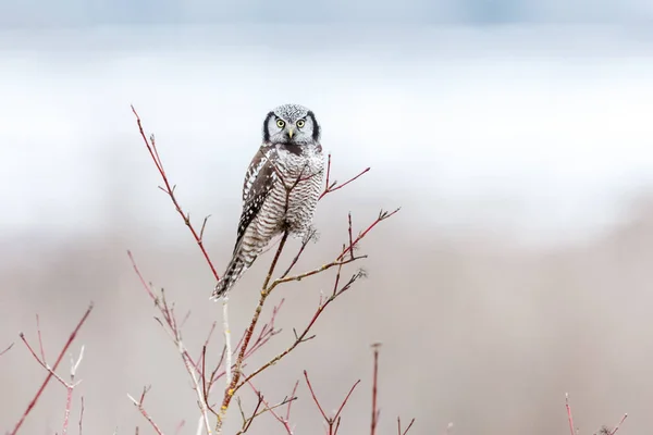 Northern Hawk Coruja Empoleirado Árvore Caça Inverno Vancouver Canadá — Fotografia de Stock