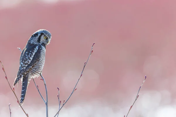 Gufo Falco Del Nord Appollaiato Albero Mirtilli Caccia Inverno Vancouver — Foto Stock