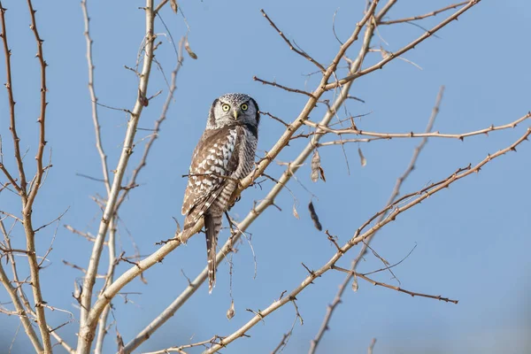 Northern Hawk Owl perched on tree, hunting in winter, at Vancouver BC Canada