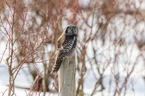 Northern Hawk Owl Perched Fence Post Hunting Winter Vancouver Canada — Stock Photo, Image