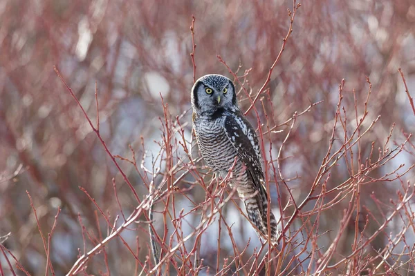 Βόρεια Γερακιού Owl Σκαρφαλωμένο Πάνω Δέντρο Βατόμουρου Κυνήγι Χειμώνα Στο — Φωτογραφία Αρχείου