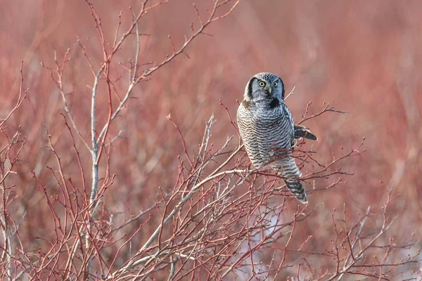 Northern Hawk Owl perched on blueberry tree, hunting in winter, at Vancouver BC Canada