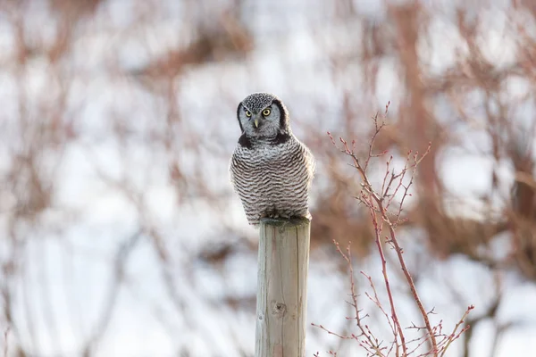 Habichtskauz Auf Zaunpfahl Jagd Winter Bei Vancouver Canada — Stockfoto