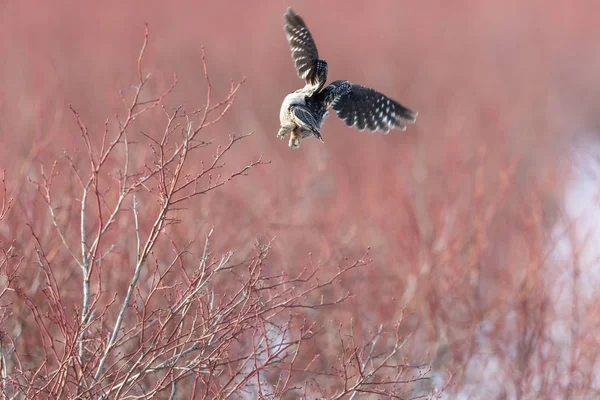 ブルーベリーの木に北の鷹フクロウ バンクーバー カナダでの冬の狩猟 — ストック写真