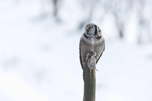 Βόρεια Γερακιού Owl Συλλαμβάνει Ένα Πεδίο Ποντίκι Κυνήγι Χειμώνα Στο — Φωτογραφία Αρχείου