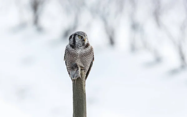 Northern Hawk Owl Cattura Topo Campo Cacciando Inverno Vancouver Canada — Foto Stock