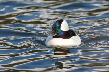 Erkek Bufflehead ördek
