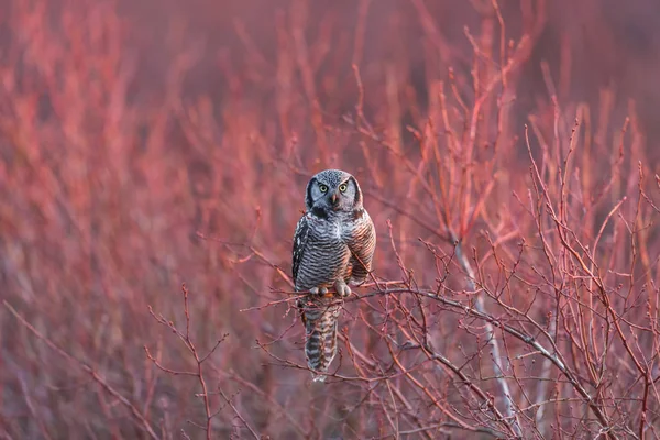 Βόρεια γερακιού owl — Φωτογραφία Αρχείου