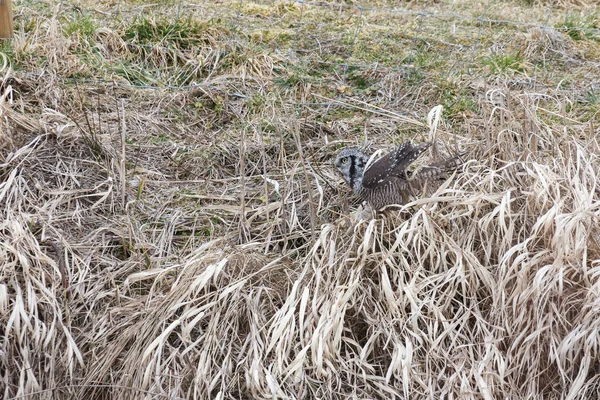 Kuzey Şahin kuşu — Stok fotoğraf