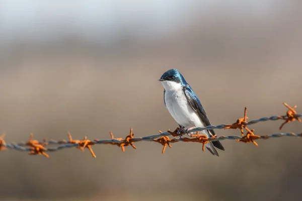 Boom swallow vogel — Stockfoto