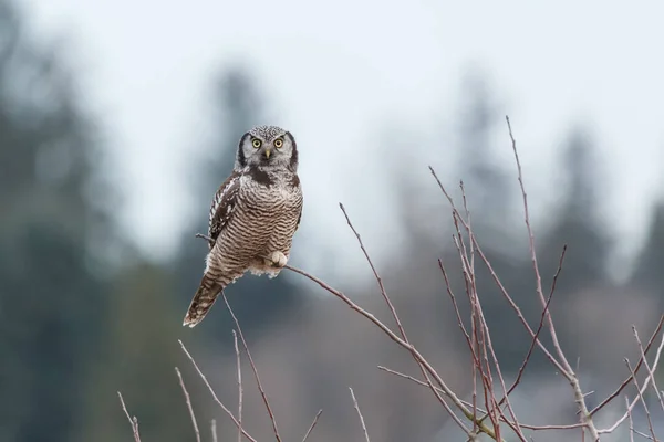 Βόρεια γερακιού owl — Φωτογραφία Αρχείου