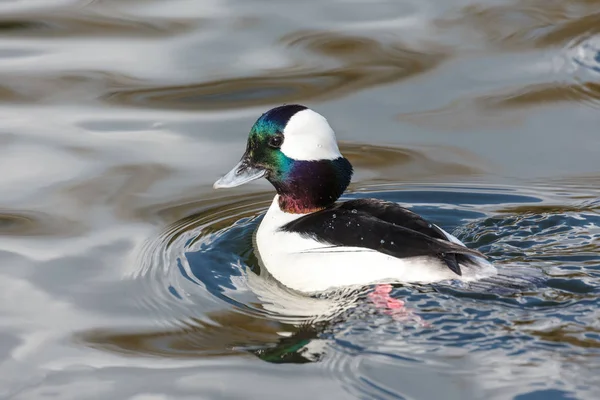 Canard à tête plate mâle — Photo