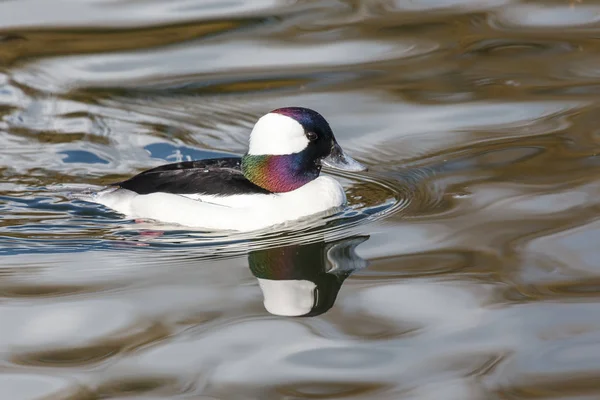 Canard à tête plate mâle — Photo