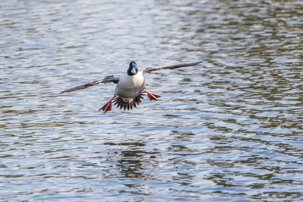 Canard à tête plate mâle — Photo