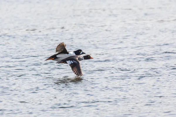 Barrows Goldeneye eend — Stockfoto