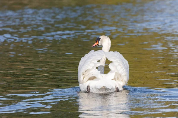 Mute swan bird — Stock Photo, Image