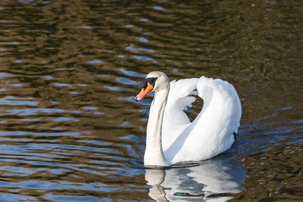 Pássaro cisne mudo — Fotografia de Stock