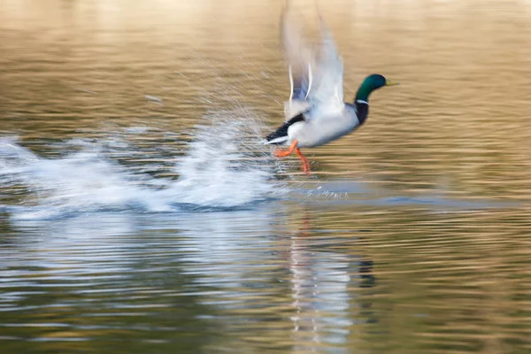 Πάπια Mallard — Φωτογραφία Αρχείου