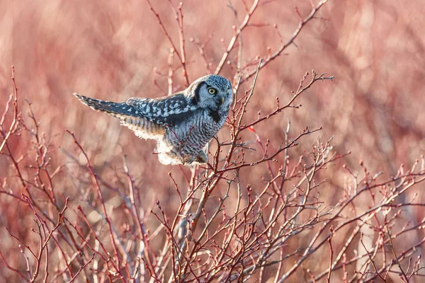 Noordelijke hawk-owl — Stockfoto