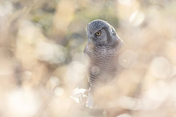 Northern Hawk owl