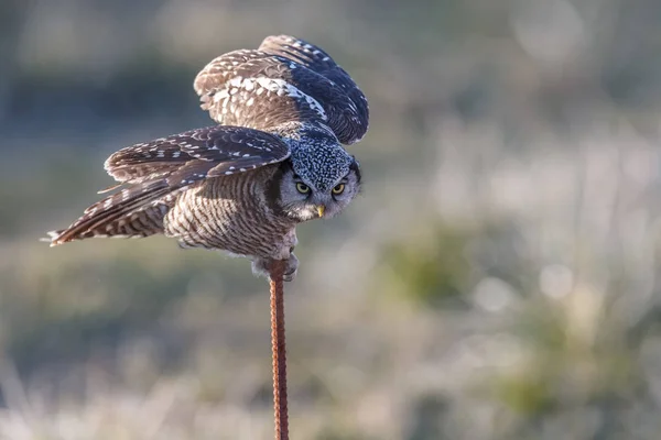 Gufo falco del nord — Foto Stock