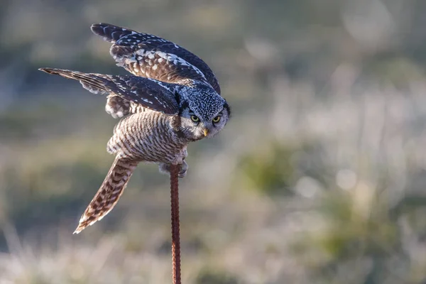 Northern Hawk owl — Stock Photo, Image