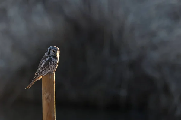 Northern Hawk owl — Stock Photo, Image