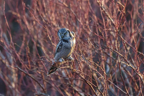 Gufo falco del nord — Foto Stock