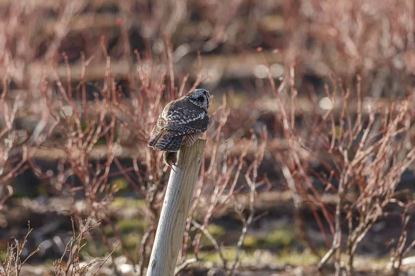 Noordelijke hawk-owl — Stockfoto