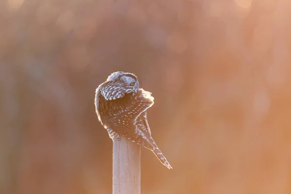 Northern Hawk owl — Stock Photo, Image