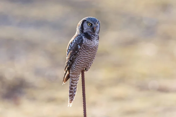 Northern Hawk owl