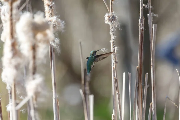 Annas kolibri fészek anyaggyűjtés Stock Kép