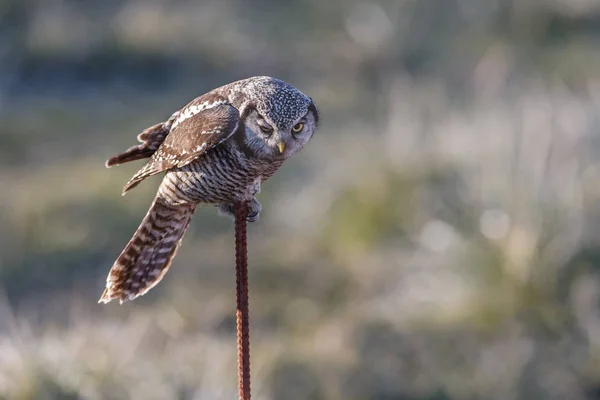 Norra hawk Uggla Stockbild