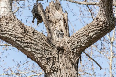 Büyük Boynuzlu Baykuş