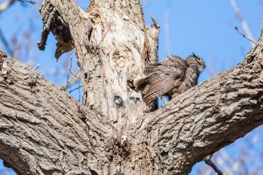 Büyük Boynuzlu Baykuş