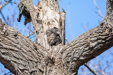 Büyük Boynuzlu Baykuş