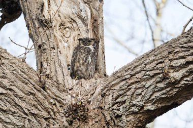 Büyük Boynuzlu Baykuş